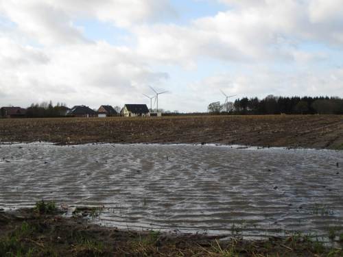 Nach Heini - Iwan-Sturmwellen auf Ortsrand-nahem Maisacker.