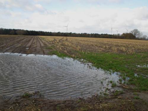 Bodenzerstörender Maisacker - Iwan-Eindruck wie im Vorbild, etwas nördlich.