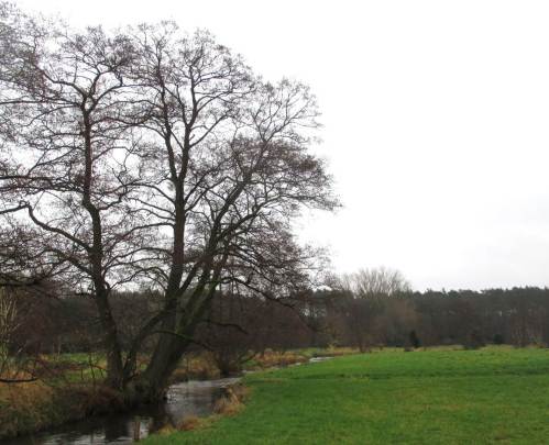 Alt-Erle, oft auf den Stock gesetzt, am norddeutschen Forellenbach.