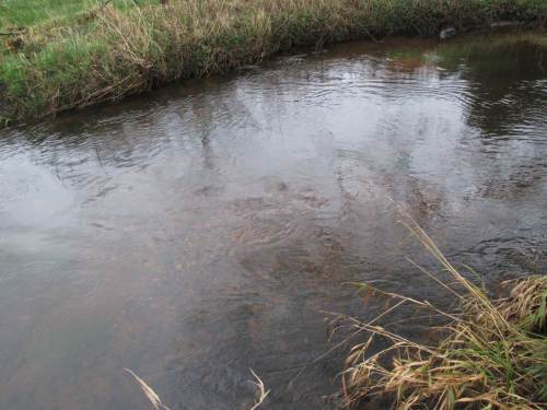 Wir finden eine ganze Reihe Laichbetten - Kiese und Gerölle, die vor allem von Meerforellen aufgeworfen wurden. Tiefe Kuhle im Anstrom und deutlich sichtbarer Hügel, in dem die Eier liegen - Gestaltung von Unterwasserlandschaft durch Fisch und Strömung!