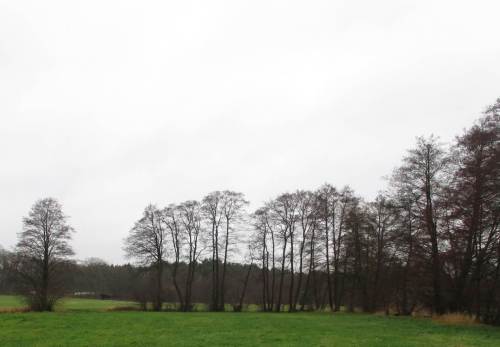 Erlengalerie am Forellenlaichbach.