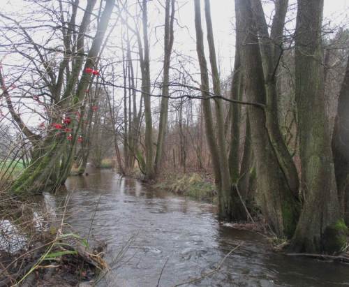 Der standorttypische Baumsaum zeigt bei Bächen und kleinen Flüssen Kronenschluss - Beachten grundlegender Fachlichkeit hilft so auch bei Anpassung an den Klimawandel.