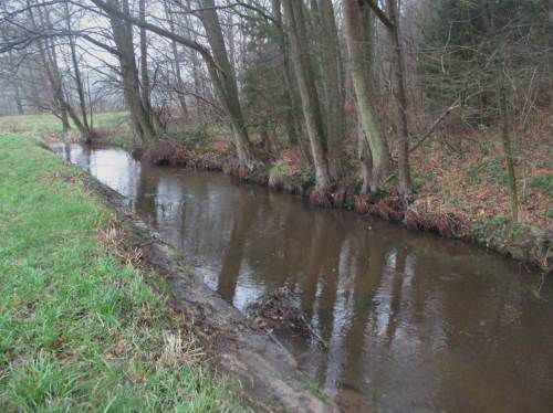 Einseitiger Erlensaum - allzu oft vorgetragenes falsches Ziel am Bach. Am unbebaumten Ufer sind Erosionszerstörung und damit Vernichten der turbulenten Bachdynamik durch Überbreite die Folge.