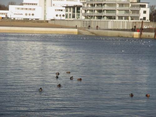 Der Hafen gehört momentan dem Wassergeflügel, primär Lachmöwen und Stockenten.