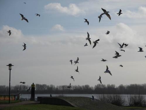 Möwenfütterer fehlen "an der Küste" natürlich nie. - Vorsicht, nicht von oben "getroffen" werden. Die Kleidung zeigt in dem Fall anschliessend, ob sie wirklich farbecht ist ...