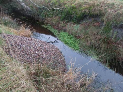 Wo die zerstörte Sohle vorher bewegten Sand = die Wüste aufwies, finden standorttypische Pflanzen wie die Berle (Aufrechter Merk) wieder Halt. Dynamik und Artenvielfalt kehren zurück.