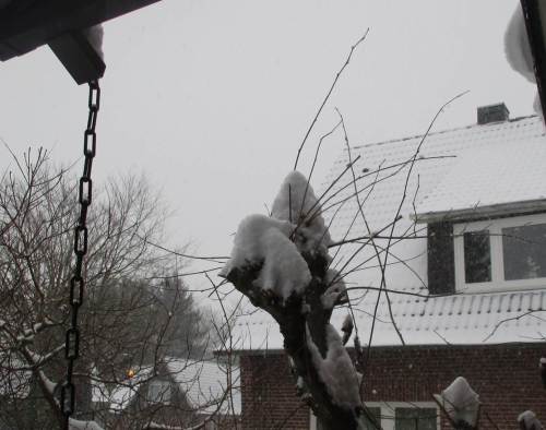 Morgendlicher Blick aus der Haustür - wie mit Zuckerhüten sind die Haselnussbüsche bedeckt.