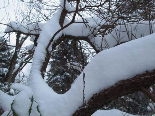 Beweisster Perückenstrauch.