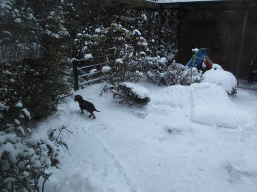 Hinten strebt der Kampfdackel auf befreitem Weg der Garten-Schneewildnis zu. Zurück kommt er mit Tiefschnee-Bart - er liebt es!