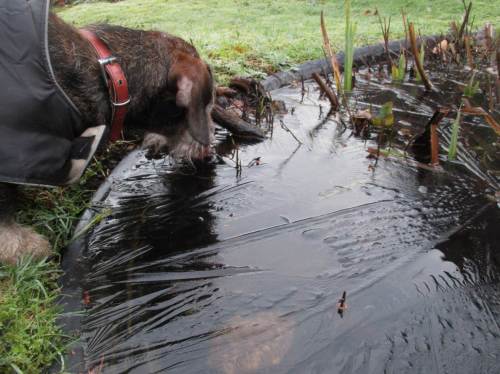 Socke, unseren alten, blinden Rauhaardackel interessiert der Teich als Trinkgelegenheit. Entgegen Menschenmeinung findet er eine kleinklimatisch freie Wasserstelle - man wurdert sich über solche Findigkeit ...