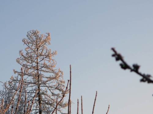 Sie steht immer noch - seit langem tote Fichte beim übernächsten Nachbarn - Raureif-bedeckt hinter Zaubernuss.