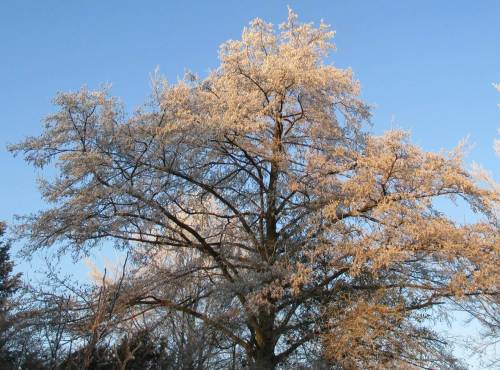 Die Morgensonne beleuchtet die Haus-Erle - dick bedeckt mit Raureif.