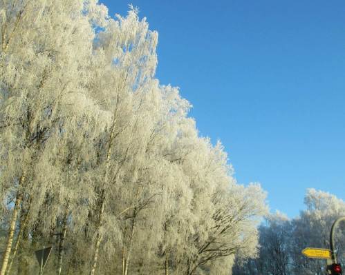 Birken-Raureif in winterlicher Morgensonne, Trelder Berg.
