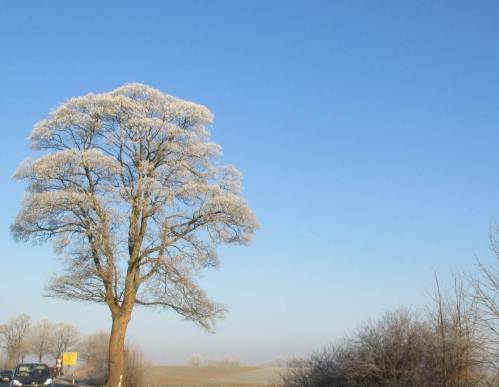 Einzel-Ahorn, Rest einer einst imposanten Allee.