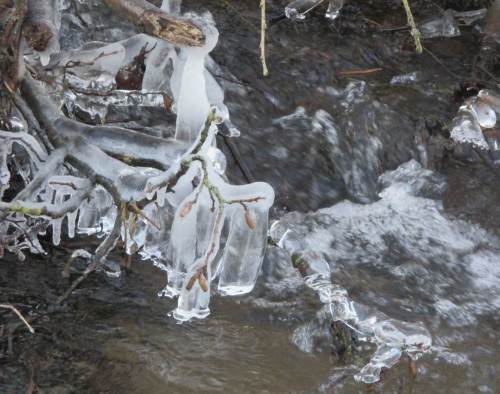 Eisglocken am Bendestorfer Mühlenbach.