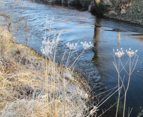 Raureif an Doldenblühern, Seeve Harmstorf neben großer Kiesbank.