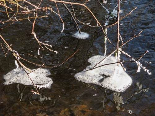 Eiskristalle und -schaum an der Seeve, Harmstorf.