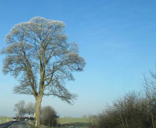 Rückfahrt nach längeren Begehungen, es geht auf Mittag zu. Der Einzel-Ahorn trägt noch Weiss.