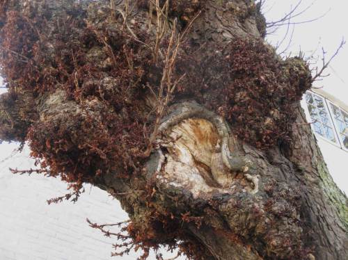 Vorsicht, Baum hört mit! Ein Ohrloch in der Uralt-Kastanie vor dem Freihof.