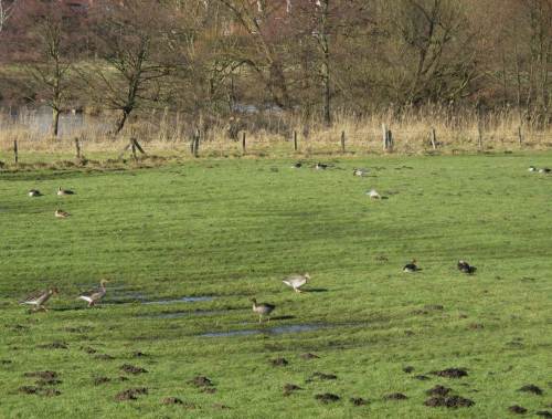 Graugänse bevölkern die Feuchtwiesen des Wedeler Autals. Maulwürfe wirken in den trockeneren Partien.