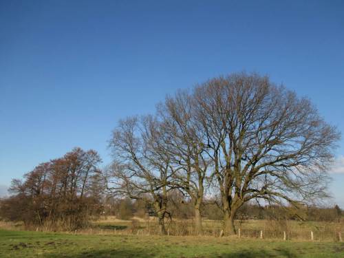 Eichen und Erlen lassen den Übergang von der Geest ins Autal erkennen.