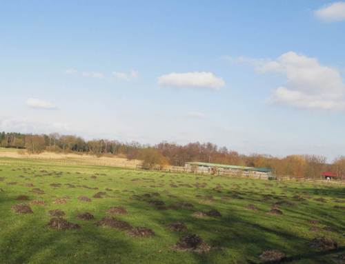 Aktives Maulwurfleben - was für Bauleute!