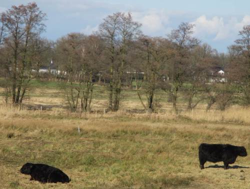 Galloways und Reiher - extensive Viehhaltung bietet artenreichen und speziellen Wiesenblumen Lebensraum, z.B. auch Orchideen. 