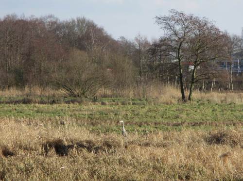 Noch`n Graureiher: "Wer läuft denn hier in meinem Revier?!"