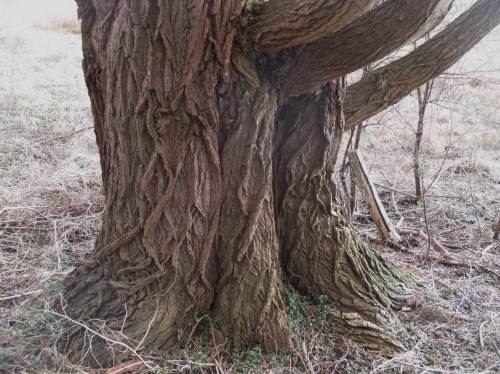 Vielfältige Altbäume - wertvoller Lebensraum für viele Arten.