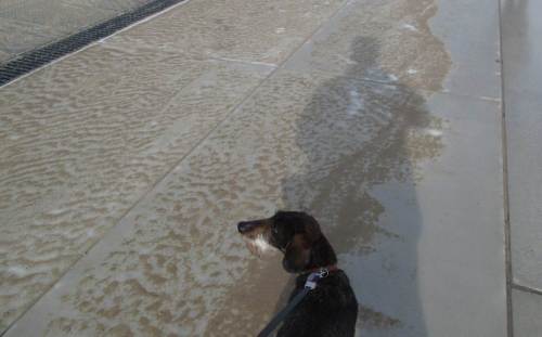 Hmmhh, fragt sich Socke, ist das Kunst, oder was bedeuten die Sandrippelmarken unter meinen Füßen? Relikt jüngerer Vergangenheit - eine jüngere Hochflut hat Teile des Badestrands auf die Hafenpromenade transportiert.