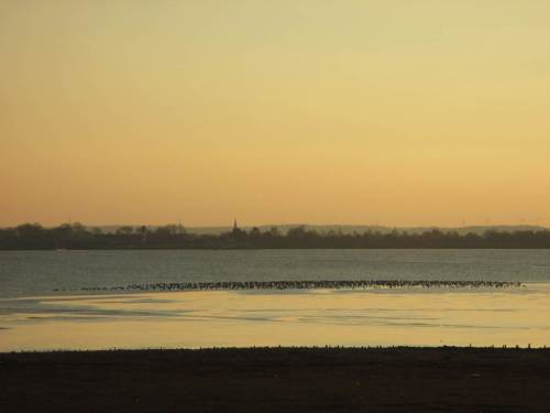 Ein erster Gänsepulk verdichtet sich bereits im Flachwasser - oha, schon das sind mehr als Tausend.