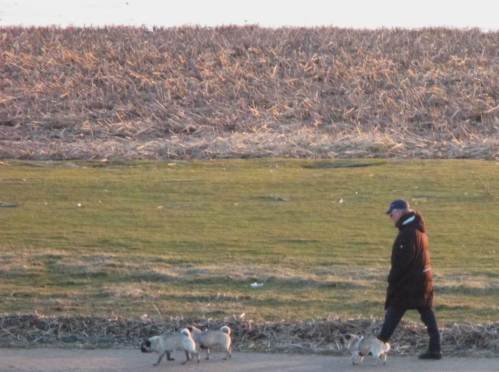 Auch hier bestätigt sich einmal mehr Loriot`s Wort "Ein Leben ohne Mops ...".