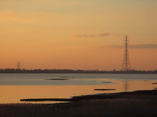 Schon gelandet - locker eingeflogene Gänsemassen bilden neue, dichte Pulks.