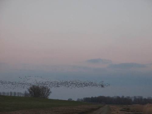 Daaaa ... - kommt ein dichter Schwarm Gänse niedrig über den Deich geschossen.