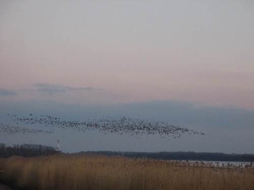 Und noch ein Riesenschwarm überfliegt den Deich.