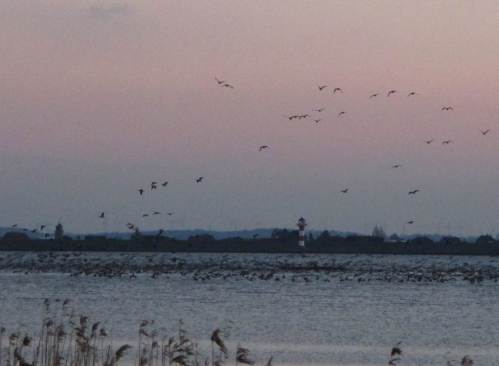 Die Massen sortieren sich über dem Wasser.
