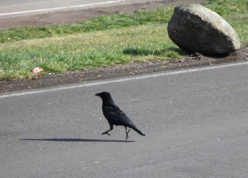 Erste Rast auf der Anfahrt - eine Rabenkrähe hüpft uns ein Tänzchen.