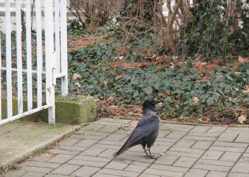 In Dresden: die östliche Variante aus der Rabenfamilie, die Nebelkrähe.