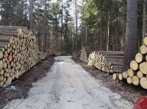 Intensiv wirkt Holzeinschlag im Nationalpart Sächsisch-Böhmische Schweiz Richtung bunter Mischwald. Große Nadelholzmengen werden geschlagen und einer Nutzung zugeführt.
