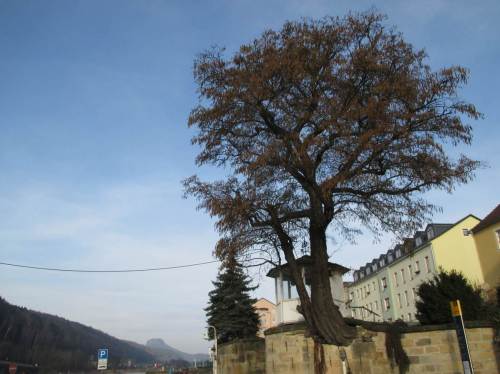 Erle in der Elbe-Ufermauer, Bad Schandau - Frühlingsaspekt.