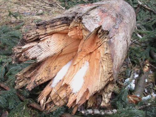 Wie bereits in der Sächsischen Schweiz gesehen, wird hier aktiv am Waldumbau gearbeitet.