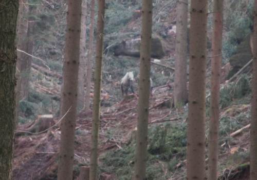 Etwas entfernt zeigte ein Rückepferd mit seinem Chef seine Künste im Steilhang.