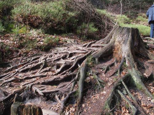 Ein weiteres beeindruckendes Beispiel für Erosionsschutz durch Baumwurzeln.