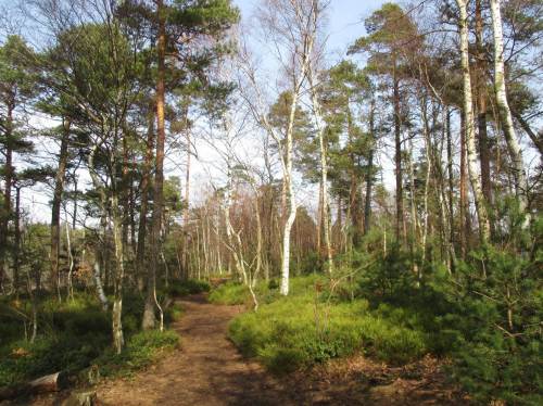 On Top zeigte sich lichter Mischwald mit Heide und Heidelbeeren.