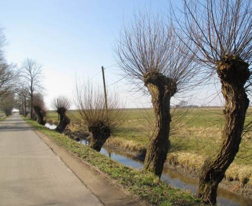 Vorbei an bizarren Kopfweiden (in der Abenddämmerung ein Erlebnis!) hoppelt der Radfahrer auf eher schlecht unterhaltener Straße gen Elbdeich.