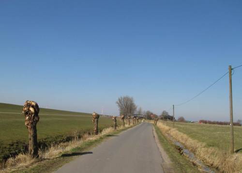 Beurteilen kann ich es nicht - aber dieses Jahr scheint mir, sind die Baumbeschneider spät dran und schlagen heftig zu - oder?