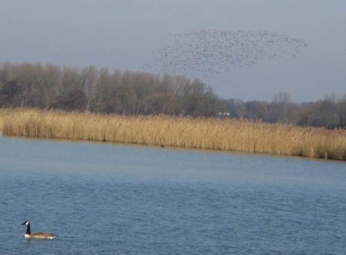 Weißwangen(Nonnen-)gänse, einzeln [das ist wohl eher eine Kanadagans!?] und im Schwarm.