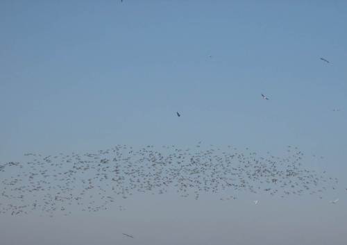 Ich habe die Gänsemassen nicht aufgescheucht - das war wohl der Bussard, hoch am Himmel.