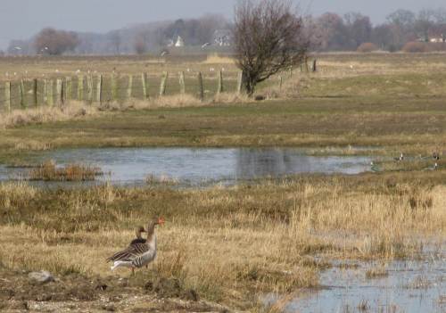 Ein Grauganspaar vor Flachwasseertümpeln.