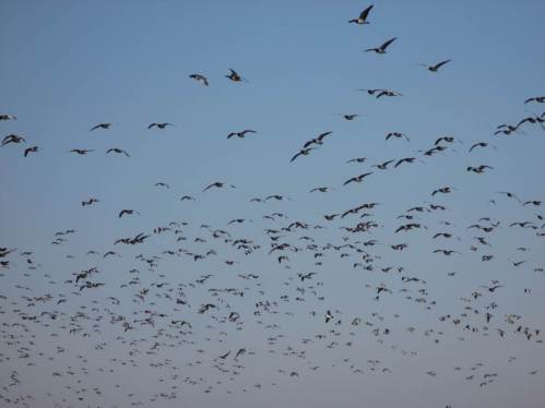 Bussard vertrieben? Jedenfalls kehren die Gänse ich dichter Formation zurück.